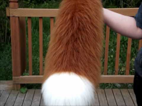 tail cosplay Fox